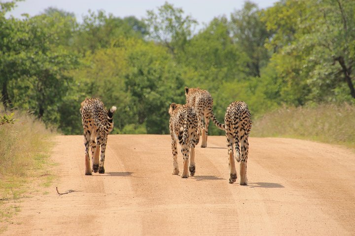 Big 5 Safari and Route 62 from Cape Town 3 Days/2Nights ( Comfort Plus) - Photo 1 of 6
